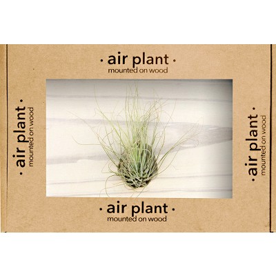 Microgarden Air Plant Argentea
