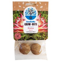 SeedleMe Grownuts - Protea Repens 