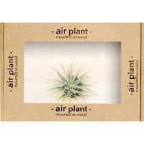 Microgarden Air Plant Ionantha
