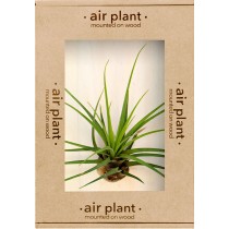 Microgarden Air Plant Melanocrater