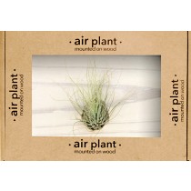Microgarden Air Plant Argentea